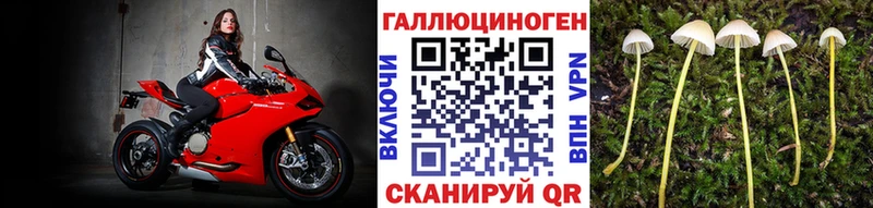 Псилоцибиновые грибы Psilocybe  даркнет сайт  Юрга 